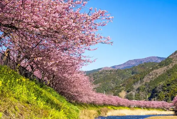 河津桜