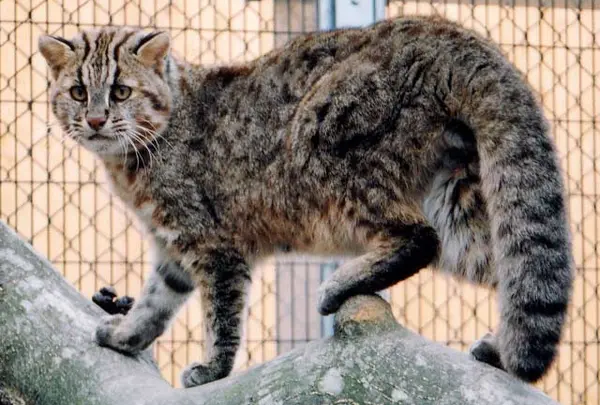対馬野生生物保護センター