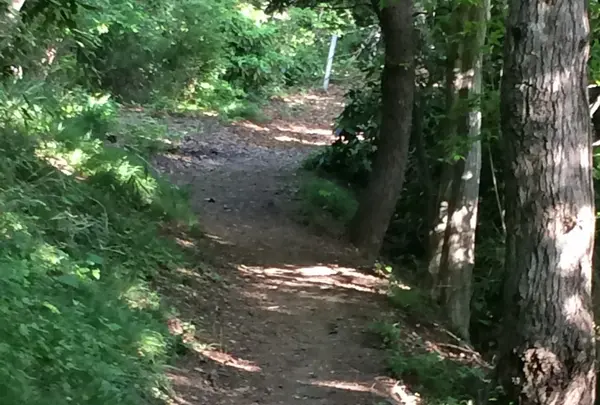 途中の山道