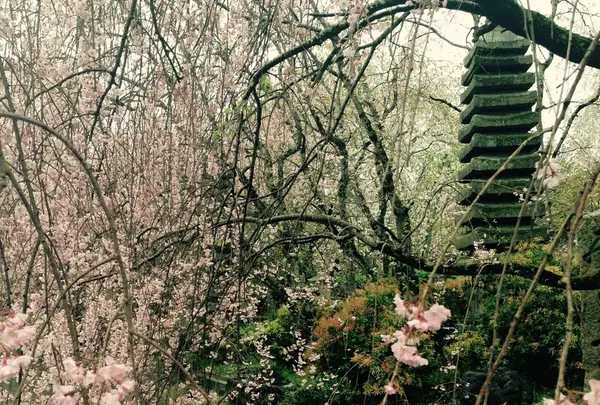 植藤造園
