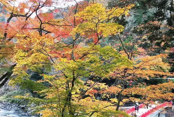 香嵐渓の写真・動画_image_206084