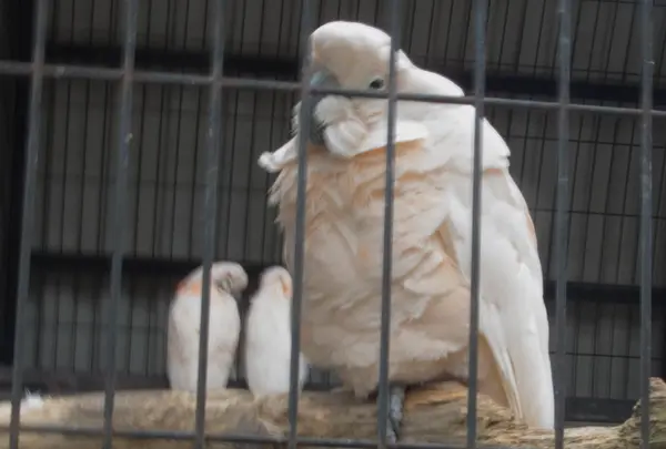 タイハクオウム