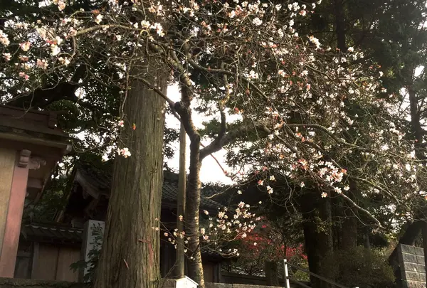秋シーズン