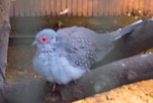 ウズユキバト