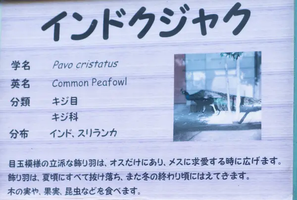 インドクジャク
