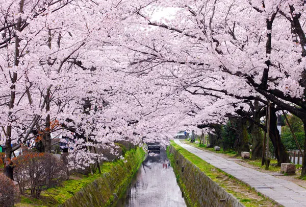 哲学の道 桜