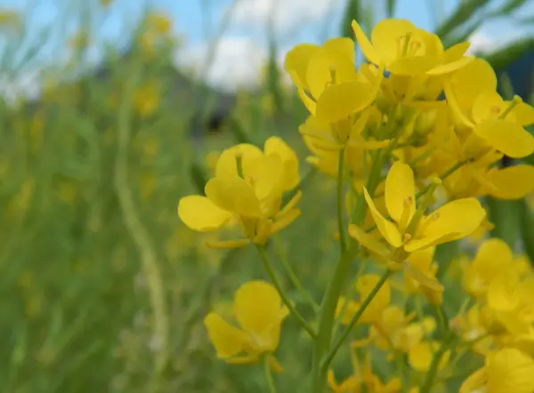 飛鳥と明日香…何が違う？