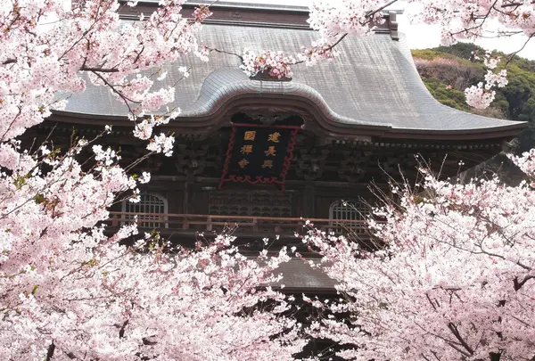 桜がきれいな時期でした