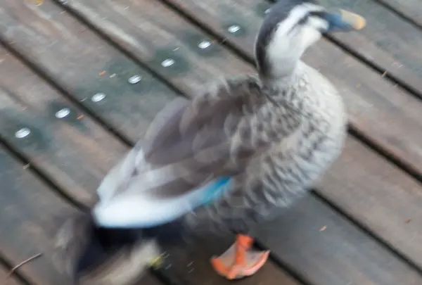 とりたちのらくえん