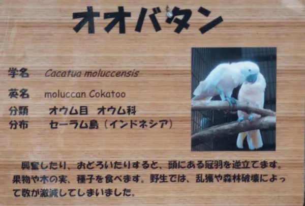 オオバタン