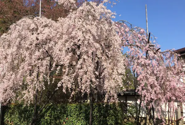 まだ桜が綺麗でした