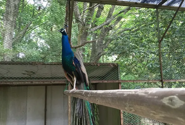 茨城県鳥獣センター