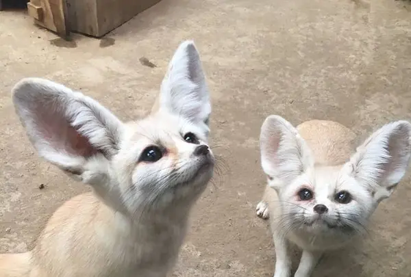 伊豆シャボテン動物公園の写真・動画_image_342830