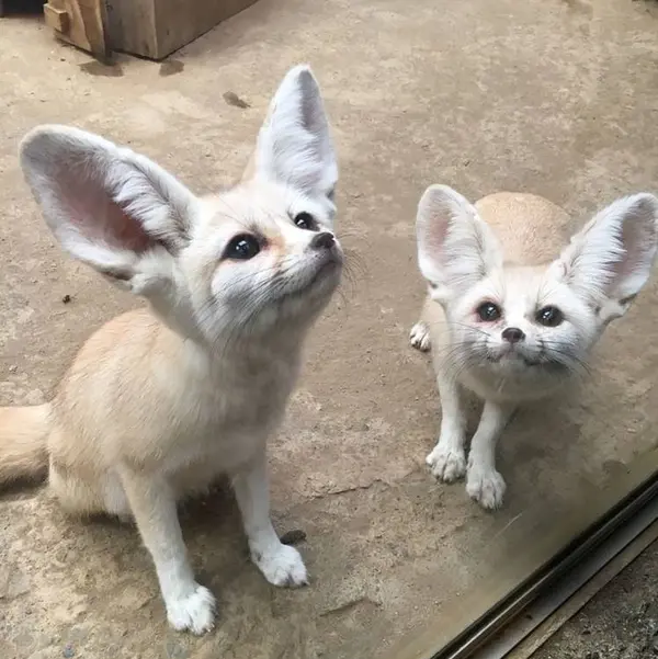 くれるの？