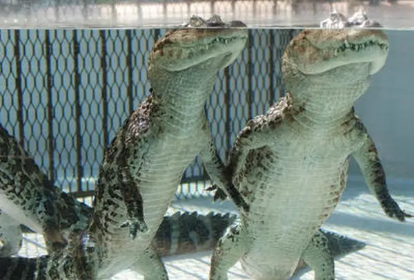 熱川バナナワニ園