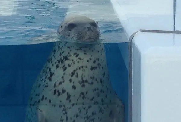 ごまアザラシ