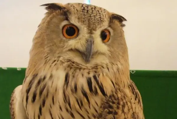 フクロウのみせ 大阪店