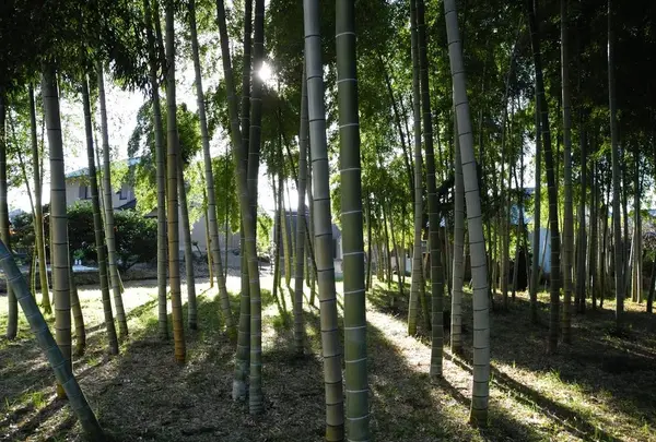 突如竹林があったりする