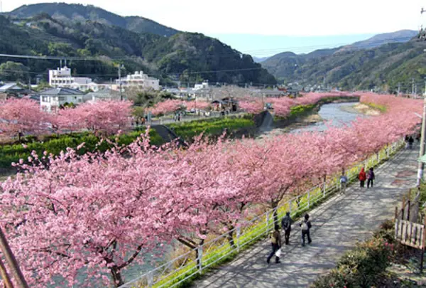 河津川(Kawazu river)