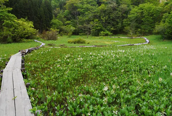 米地区湿原
