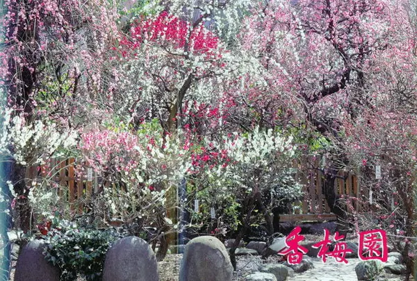 香取神社香梅園