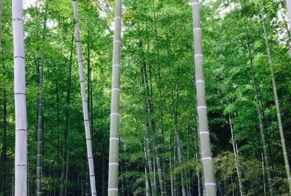 竹林の小径