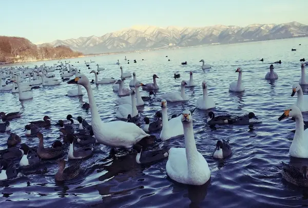 白鳥の湖