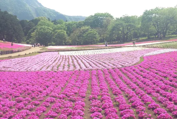 羊山公園の写真・動画_image_127357