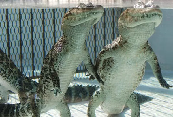 熱川バナナワニ園