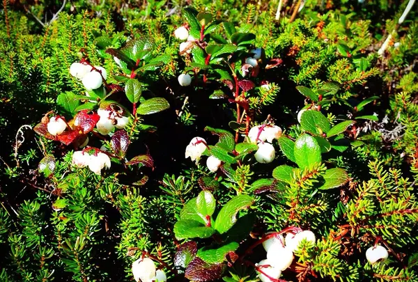 色とりどりの高山植物