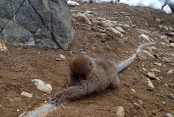 地獄谷野猿公苑の写真・動画_image_19430