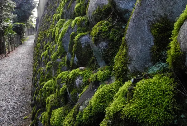 苔むせる石壁