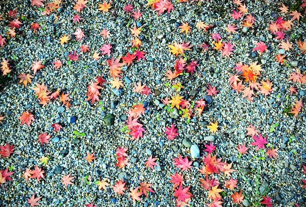 糺の森