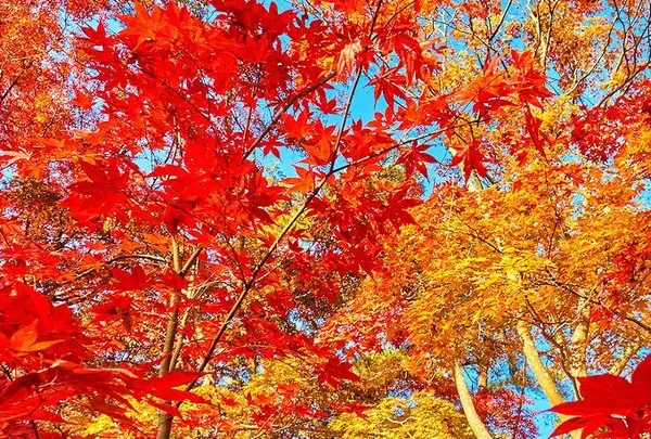 月の石もみじ公園