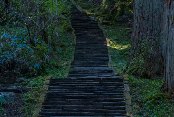 羽黒山のスギ並木
