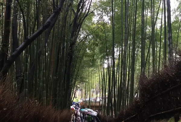 竹林の小径