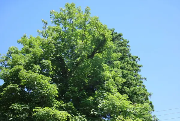 稲荷神社の写真・動画_image_224446