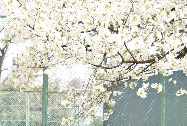晴海ふ頭公園の写真・動画_image_26424