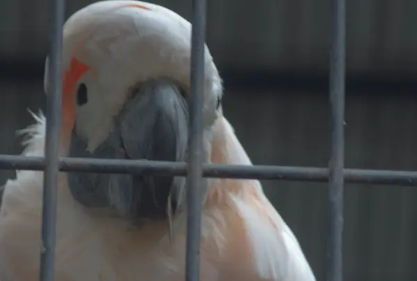 タイハクオウム
