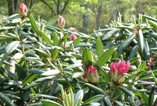 全国石楠花公園