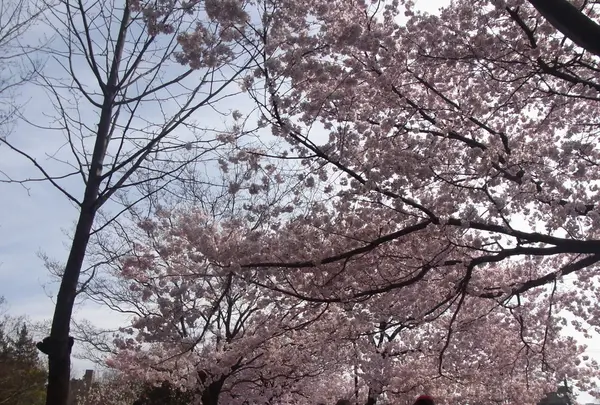 蘆花恒春園の写真・動画_image_69162