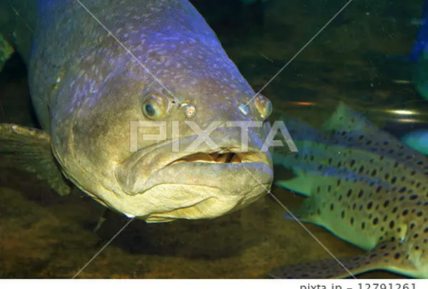 クエの魚