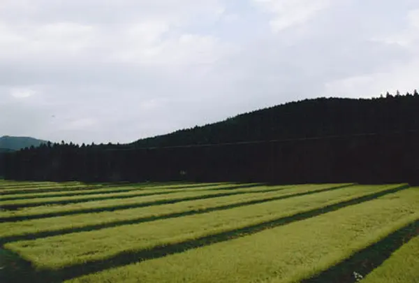 兵庫畑の棚田