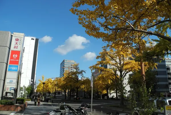 桜通は銀杏の名所