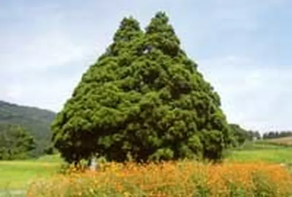 小杉の大杉（トトロの木）