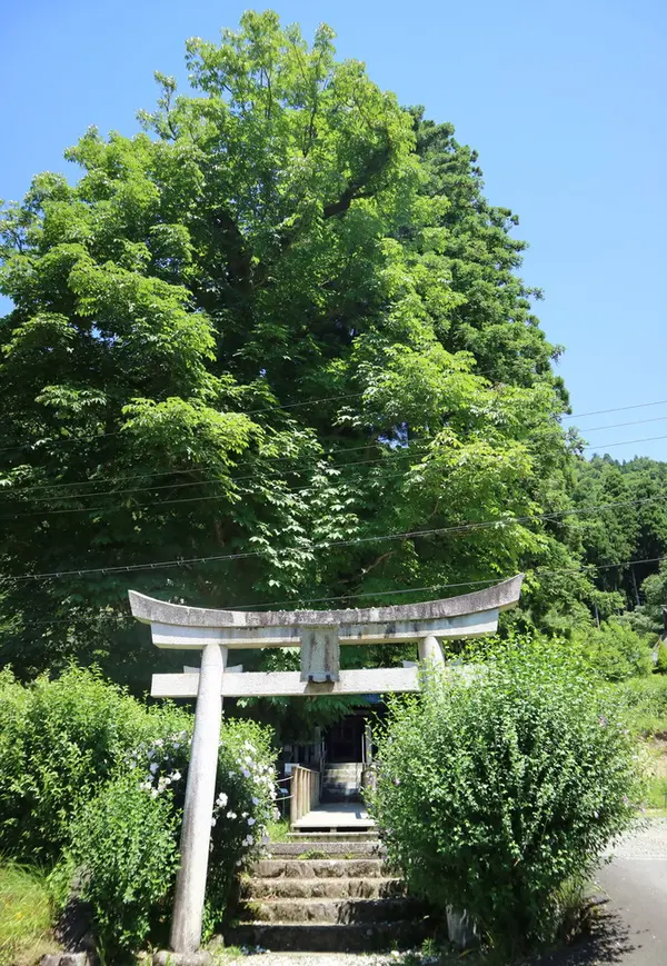 樹齢400年を超える巨木