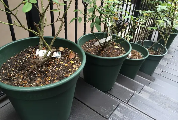 緑の鉢植え