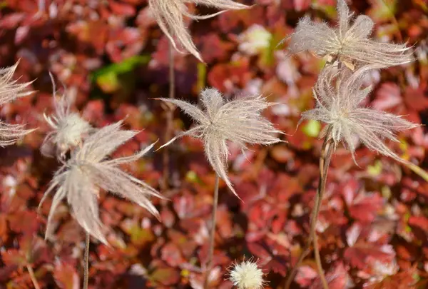 チングルマの紅葉