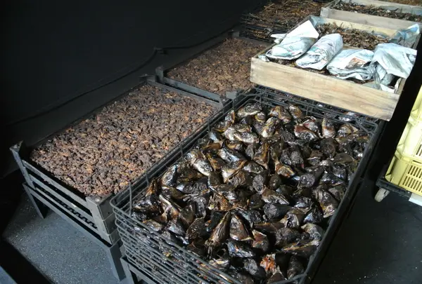 魚粉を作ってるところ