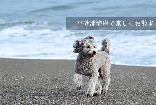 正面の平砂浦海岸